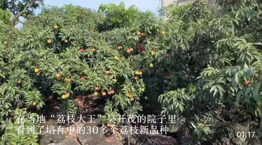 海口農戶36年種出辣椒味荔枝！還有(yǒu)雞腿肉味的，網友：不知道楊貴妃敢不敢吃